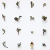 Terza Luna Tè Oolong^Belleza Oriental oolong Sr. Hao