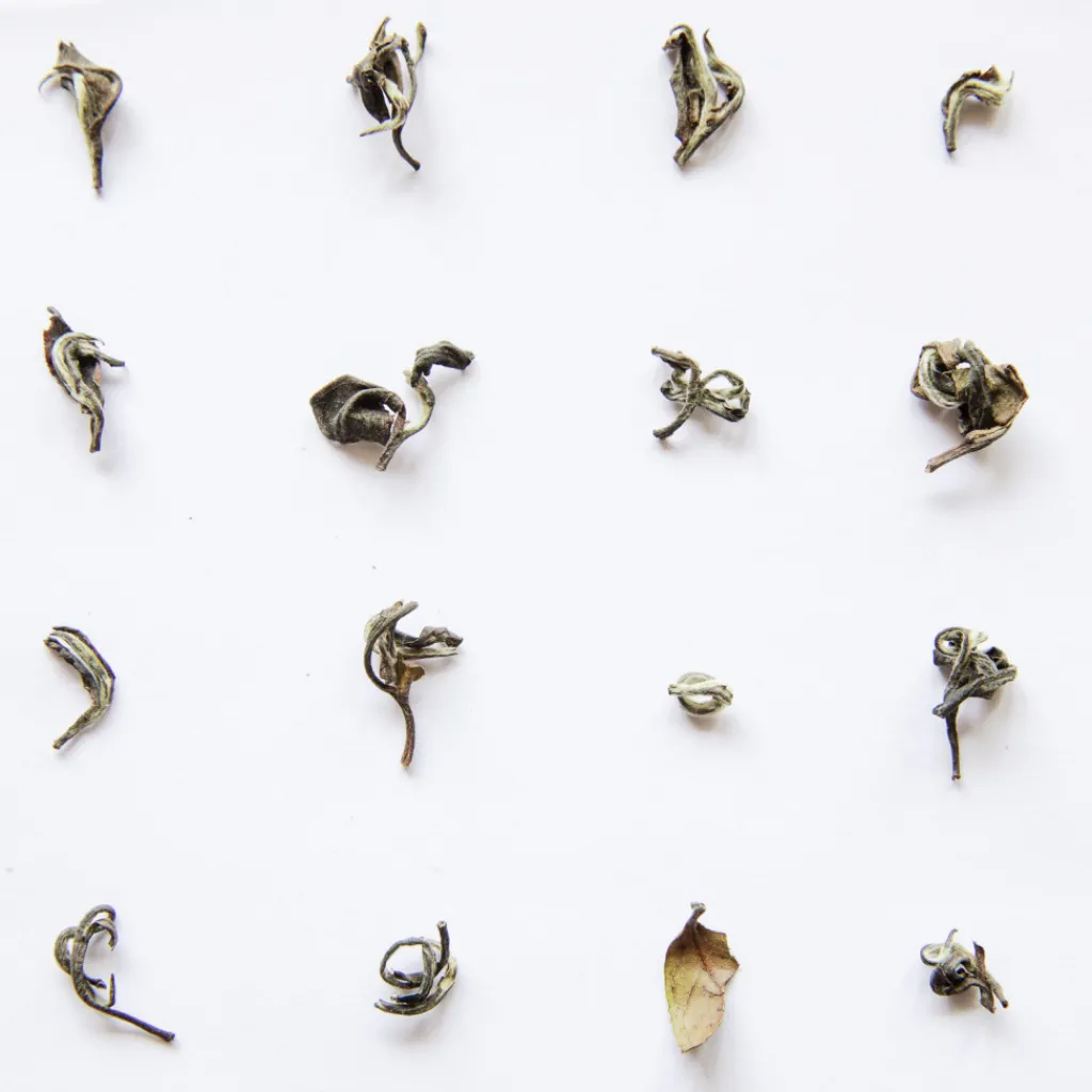 Terza Luna Tè Oolong^Belleza Oriental oolong Sr. Hao