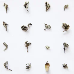 Terza Luna Tè Vietnamita - Novità^Belleza Oriental oolong Sr. Hao